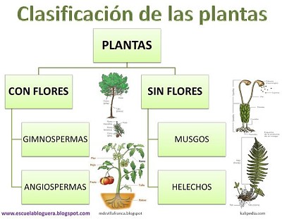 ClasificaciÃ³n de las plantas jigsaw puzzle