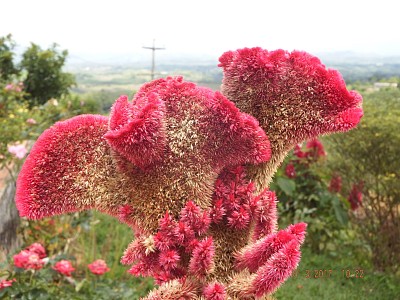 FLOWERS