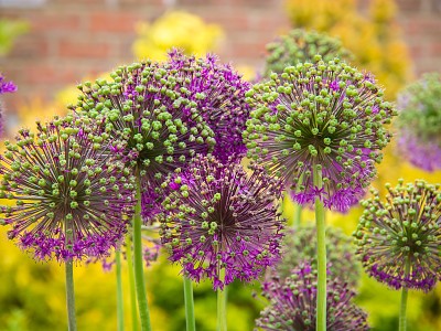 Purple allium in bloom jigsaw puzzle