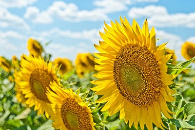 Sunflowers field