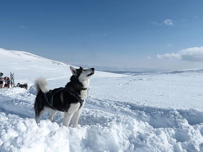 פאזל של dog snow