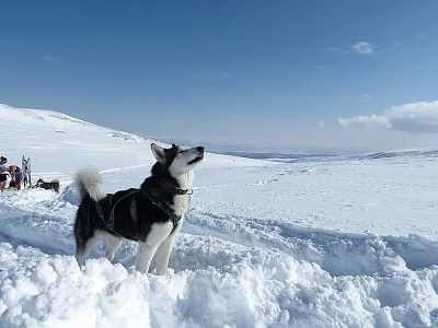 dog snow