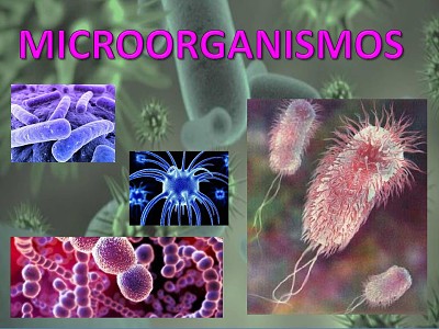 MICROORGANISMOS