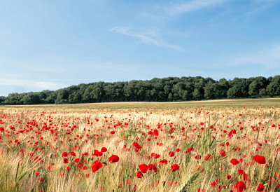 coquelicots