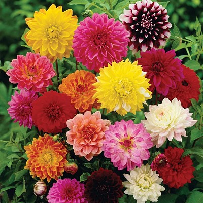 flores - Dalias jigsaw puzzle