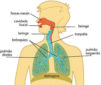 פאזל של Sistema RespiratÃ³rio