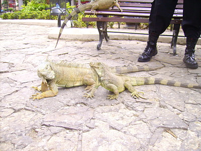 Parque de las Iguanas, Ecuador