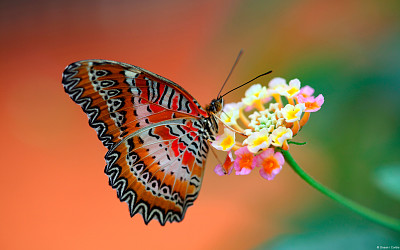 פאזל של Borboleta colorida