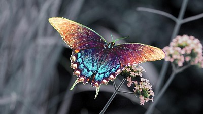 Borboleta Azulada