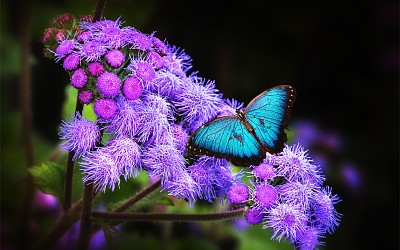 Borboleta Azul jigsaw puzzle