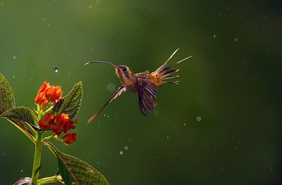 Beija Flor jigsaw puzzle