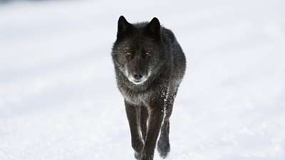Lobo caminhando