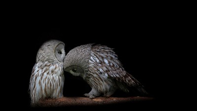 Casal de Corujas