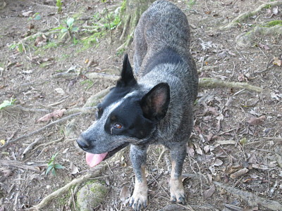 Cachorro do Sítio