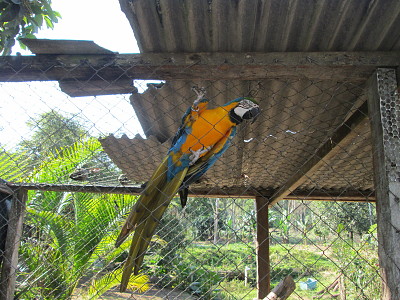 Arara no cativeiro