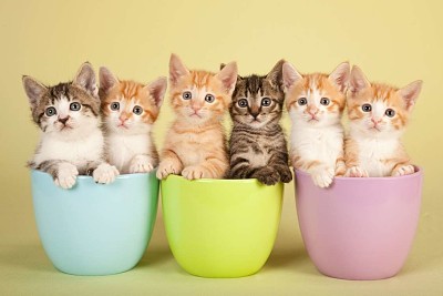 פאזל של Kitten Cups