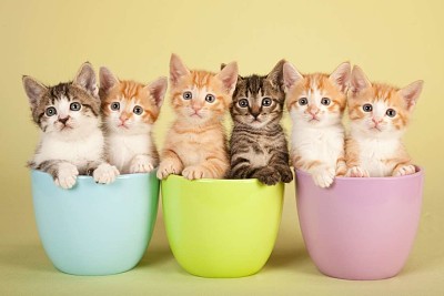 Kitten Cups jigsaw puzzle