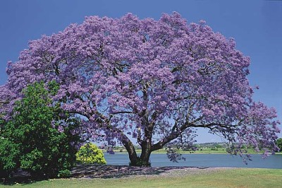 Jacaranda jigsaw puzzle