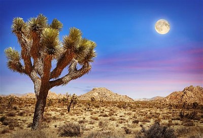 Joshua Tree