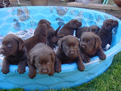 Chocolate Lab Pups