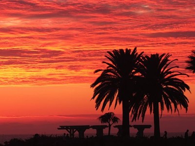 Palms at Sunset jigsaw puzzle