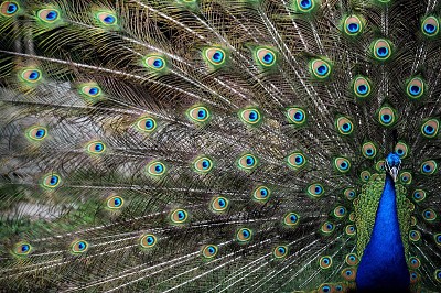פאזל של Peacock