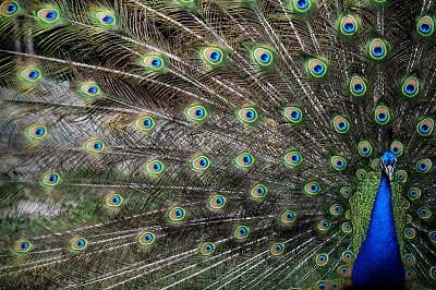 Peacock jigsaw puzzle