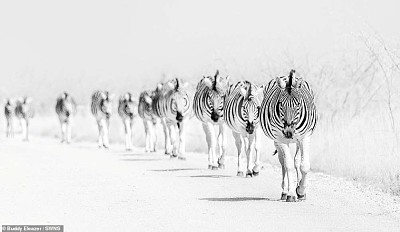 פאזל של Zebra Line