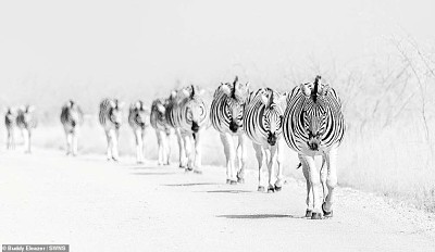 Zebra Line jigsaw puzzle