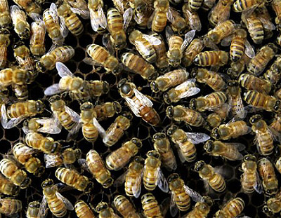 פאזל של Honeybees