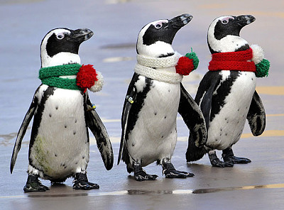 Holiday Penguins jigsaw puzzle