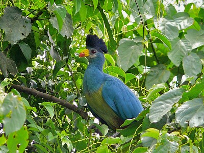 Turaco azzurro