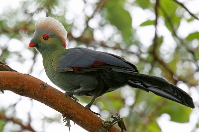 פאזל של Turaco di ruspoli