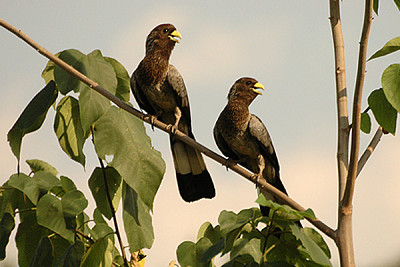 Turaco grigio orientale