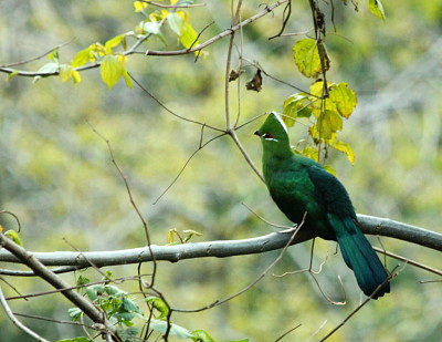 Turaco nero