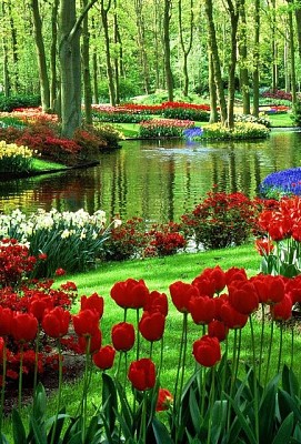 פאזל של flores - Tulipanes