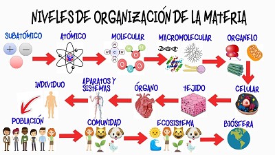 פאזל של Niveles de organizaciÃ³n