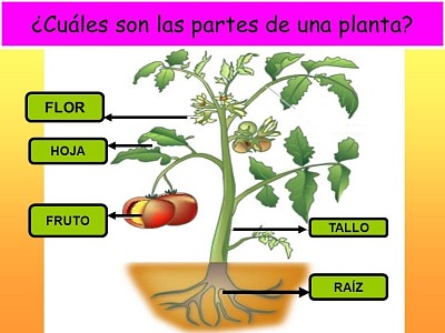 פאזל של Partes de la planta