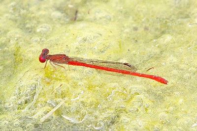 Telabasis salva