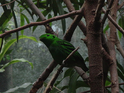 Green broadbill