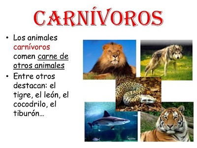 Animales CarnÃ­voros