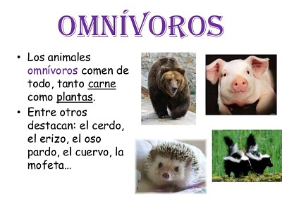 Animales OmnÃ­voros