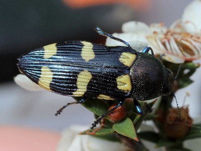 Castiarina australiasiae jigsaw puzzle