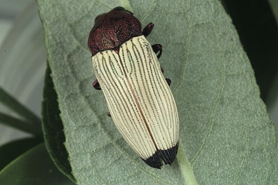 פאזל של Castiarina bimaculata