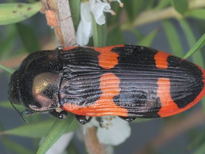 פאזל של Castiarina bremei