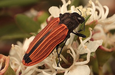 פאזל של Castiarina erythroptera