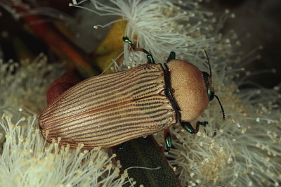 פאזל של Castiarina flava