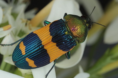 פאזל של Castiarina garnettensis