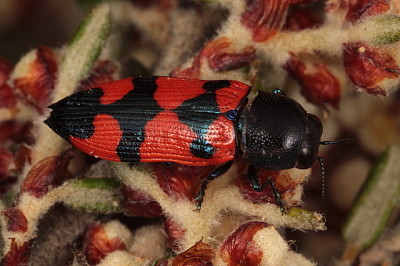 פאזל של Castiarina recta