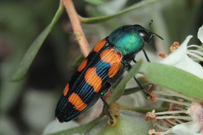 פאזל של Castiarina vegeta